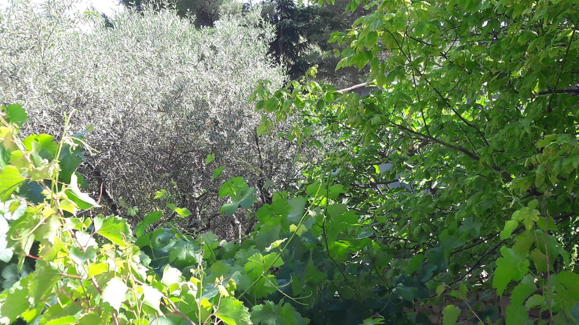 Bastide Sainte Agnes Bed & Breakfast Carpentras Exterior photo